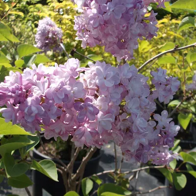 Obrázok produktu pre Vojvodský orgován  - Syringa vulgaris 'Katherine Havemeyer'  | 40-60 cm v kontajneri