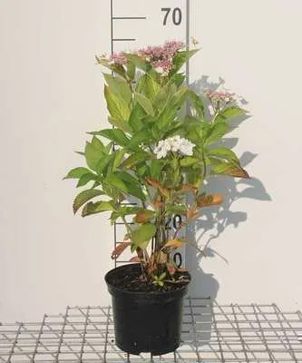 Obrázek produktu pro Hortenzie 'Teller White' (bílá/bílá) - Hortenzie 25- 30 cm Kontejner