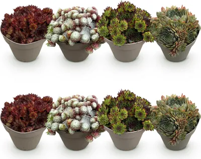 Obrázek produktu pro Exotická půdopokryvná rostlina – rozchodník Sempervivum Mix Big Sam – sada 8 kusů – 14cm květináč