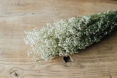 Produktbild von Schleierkraut, getrocknet, im Bund, Länge ca. 50-60cm, lieferbar in Natur und Gefärbt | Gypsophila paniculata , Farbe:Natur
