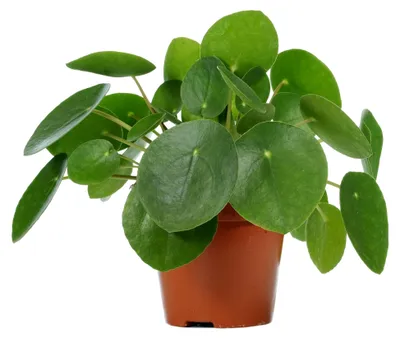 Produktbild von Klassische Pilea Peperomioides Immergrüne Ufopflanze Zimmerpflanze 20-30 cm (inkl. Topf)