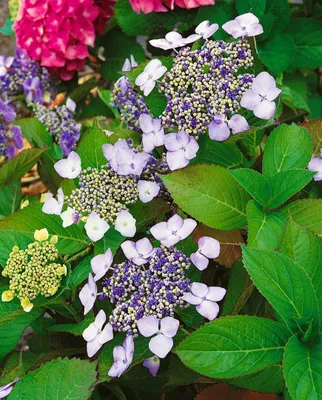 Produktbild von Hydrangea macrophylla 'Mariesii Perfecta', Bauernhortensie, blau, 40–60 cm