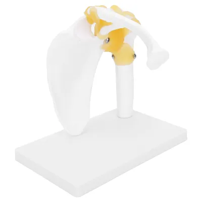 Obrázok produktu pre Model ramenného kĺbu,Model anatómie ramena,Model lopatky,Model ramenného kĺbu 1:1,Model ramenného kĺbu v životnej veľkosti,Anatomický model ramenného kĺbu