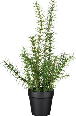 Produktbild von GASPER Rosmarin im Kunststofftopf 43 cm grün - Kunstpflanzen