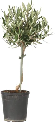 Produktbild von Olivenbaum - Olea europaea - Höhe 50-60cm - ⌀14cm