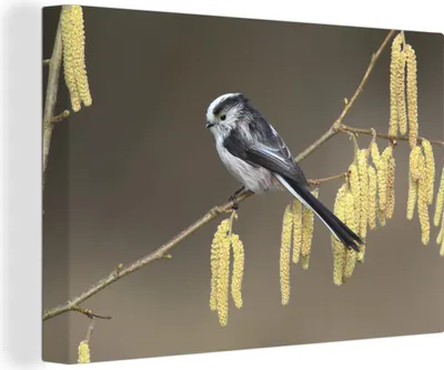 Produktbild von OneMillionCanvasses® - Leinwandbilder - 140x90 cm, Bild einer Schwanzmeise auf einem Ast, Wandbilder Kunstdruck Wanddekoration - Foto auf Leinwand - Gemälde auf Holzrahmen