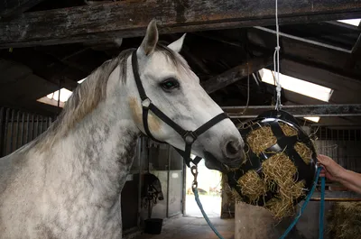 Image de Capuchon Hooi feeder pour HeuBoy