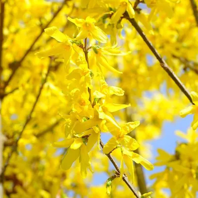 Obrázok produktu pre 2 x  Forsythia  - Forsythia intermedia 'Lynwood'  | 50-60 cm v kontajneri