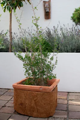 Produktbild von 25cm 10m Rollen Kokosmatte Winterschutz Cover Kälteschutz Frostschutz für Pflanzen