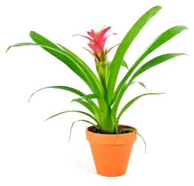 Obrázek produktu pro Gardners Guzmania mix, průměr 9 cm