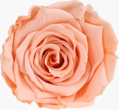 Produktbild von Infinity Rose L Ø5cm konserviert stabilisiert haltbar Rosenkopf ewige Rosenblüte 1 St. Pfirsich (pea01)