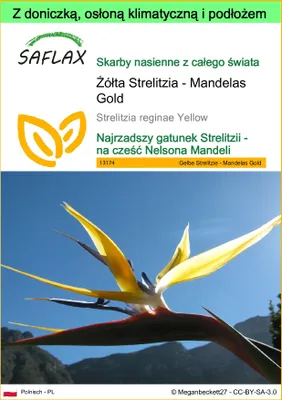 Zdjęcie produktu dla SAFLAX - Garden to go - Żółta Strelitzia - Mandelas Gold - 4 Nasiona - Z doniczką, pokrywą klimatyczną i podłożem do uprawy - Strelitzia reginae Yellow