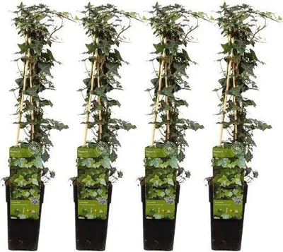 Obrázek produktu pro Brectan obecný (Hedera helix) - 4 rostliny, prumer 15cm, výška 65cm