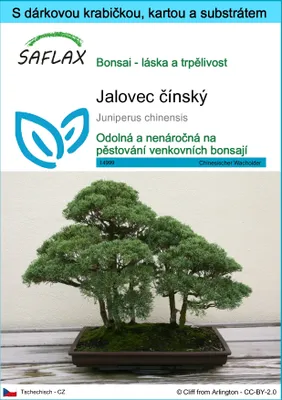 Obrázek produktu pro SAFLAX Dárková sada - Jalovec čínský - Juniperus chinensis - 30 Semena - S dárkovou krabičkou, přepravním štítkem, dárkovou kartou a pěstebním médiem