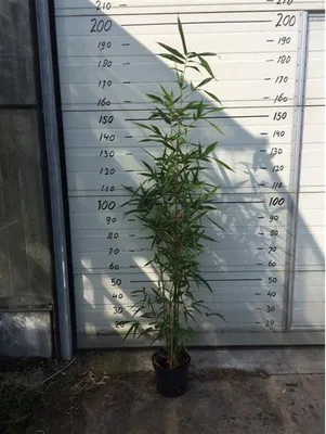 Zdjęcie produktu dla Semiarundinaria 'Viridis' C2-2 litry 50-75 cm - zielona bambus świątynny - zielona bambus kolumnowy