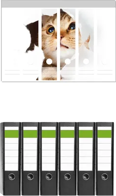 Produktbild von Wallario 6 Stück breite Ordner inkl. Klebeetiketten mit Motive Katze mit Blick nach oben -  Set mit Rückenschildern / Ordnerrücken Stickern