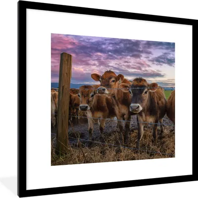 Produktbild von MuchoWow® Gerahmtes Poster Kuh - Tiere - Kühe 40x40 cm - Poster mit Schwarzem Bilderrahmen Wandposter Rahmen Foto Bilder - Poster - Plakat im Rahmen