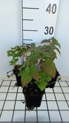 Produktbild von 6 x  Monarda hybr. 'Croftway Pink' - Indianernessel - Topf 9 x 9 cm