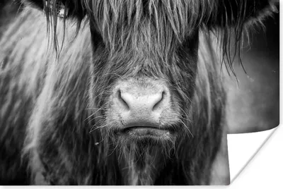 Produktbild von MuchoWow® Poster Schottischer Highlander - Haare - Tiere 60x40 cm - Schlafzimmerdekoration
