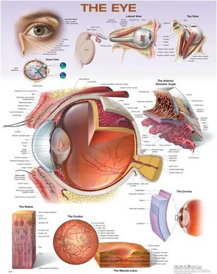 Produktbild von The Eye Anatomical Chart