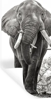 Produktbild von MuchoWow® Wandtattoo Wandsticker Wandaufkleber Elefant - Porträt - Tiere - Schwarz und weiß 60x120 cm Selbstklebend und Repositionierbar - Selbstklebend - Fototapeten