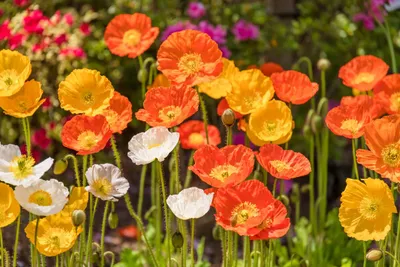 Produktbild von 10.000 Islandmohn Samen Mischung – Mehrjährige Gartenwiesenblumen in Orange, Gelb & Weiß