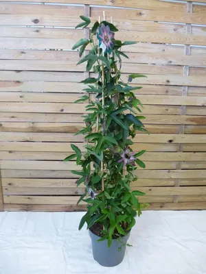 Produktbild von [Palmenlager] XL Passiflora victoria 110 cm - Pyramide - Topf 21 cm - Passionsblume // Dauerblüher