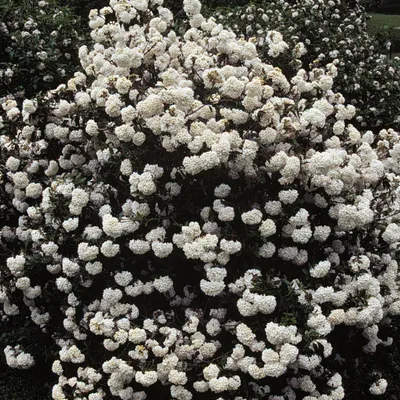 Obrázek produktu pro Velkokvětá sněženka - Viburnum carlcephalum | 40-60 cm v kontejneru