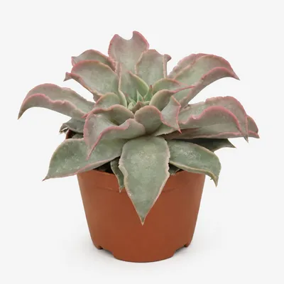 Produktbild von Echeveria maradiba - besondere Echeveria - Rarität - 10,5cm Topf - 15cm hoch