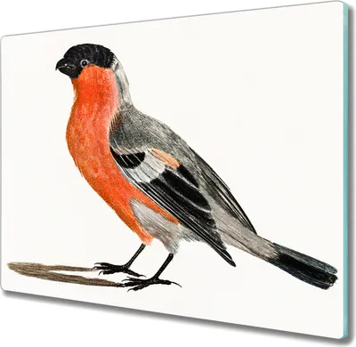 Produktbild von Coloray Herdabdeckplatte 60x52 cm Schneidebrett Kochplattenabdeckung Küchenbrett Hackbrett - Tier Vogel