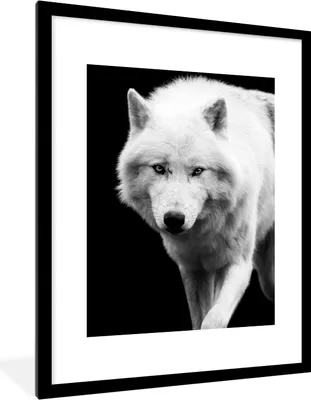Produktbild von MuchoWow® Gerahmtes Poster Wolf - Tier - Schwarz - Weiß 60x80 cm - Poster mit Schwarzem Bilderrahmen Wandposter Rahmen Foto Bilder - Wohnzimmer - Dekorationen - Prämie
