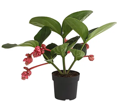 Produktbild von Dehner Medinille Flamenco, rosa-rote Blüten, ca. 45-55 cm, Ø Topf 17 cm, Zimmerpflanze