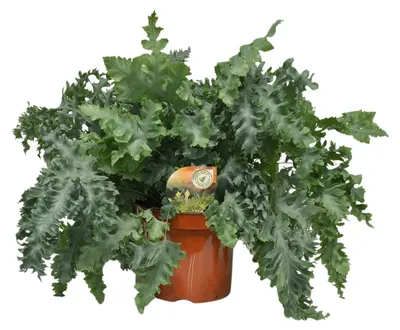 Zdjęcie produktu dla Phlebodium Davana - 50-60cm - Ø26cm - Roślina doniczkowa - Zimozielony