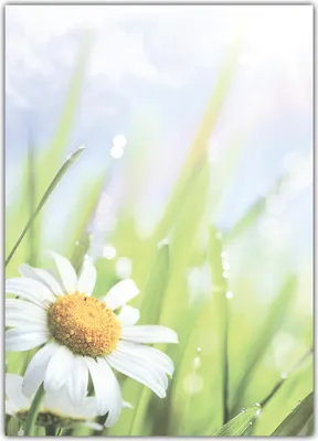 Produktbild von Blumen Motivpapier Briefpapier saftige Wiese mit Margeriten (MPA-5200, DIN A4, 25 Blatt)