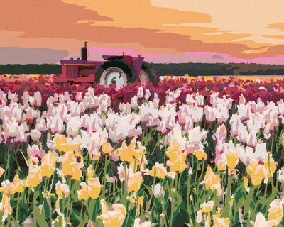 Produktbild von Zuty - Malen nach Zahlen - TULPEN AUF EINEM FELD (TED DAVIS), 40x50 cm, mit Keilrahmen (bereits gespannt)
