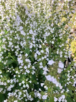 Produktbild von 6 x Calamintha nepeta 'Nepeta' - Bergthymian im 9x9 cm Topf