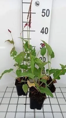 Zdjęcie produktu dla 6 x Persicaria ampl. 'Pinkfield' - rdestowiec ostrokończysty - doniczka 9 x 9 cm