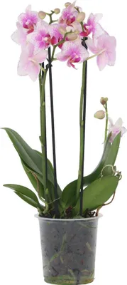 Image de Orchidée papillon - Phalaenopsis Multiflora - Hauteur 35-45cm - ⌀12cm