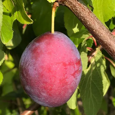 A close-up of a plum hanging from a tree branch, surrounded by green leaves.