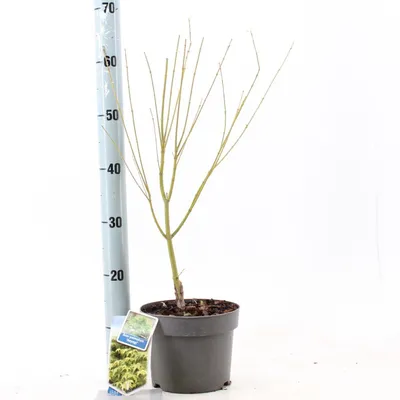 Zdjęcie produktu dla Acer pal. ‘Aoyagi’ – klon parasolowy | 60+ cm w doniczce
