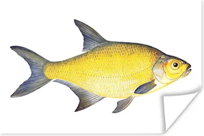 Produktbild von MuchoWow® Poster Fische - Brassen - Realismus 90x60 cm - Schlafzimmer
