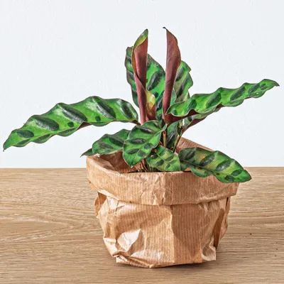 Produktbild von Calathea Lancifolia – Pfauenpflanze – Terrarienpflanze