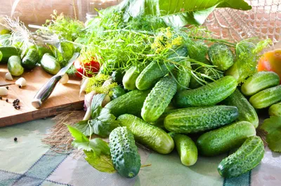 Obrázok produktu pre 50 semienok uhorky Cornichon Vert de Paris Zelená uhorka Semienka záhradnej zeleniny