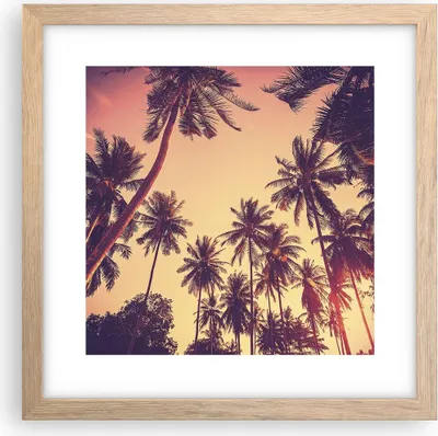Produktbild von Gerahmtes Poster - Rahmen in heller Eiche - Palmen Himmel Sonne - 30x30 cm - Wand Bild - Wanddeko - Wandbilder - Wandposter - Bilderrahmen - Bilder - Kunstdruck - Wandbild - P2NAC30x30-4220