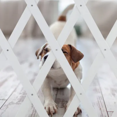 Produktbild von Relaxdays Hundeabsperrgitter ausziehbar bis 140 cm, 87-99 hoch, Bambus, Hunde Schutzgitter für Treppe & Tür, weiß
