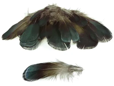 20 Hühnerfedern f. zB Federkostüm ca. 9~10,5x2~2,5cm grün braun