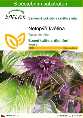 Obrázek produktu pro SAFLAX - netopýří květina - Tacca chantrieri - 10 Semena - S pěstebním substrátem bez klíčků
