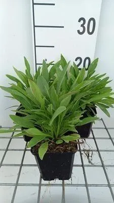 Productafbeelding van 6 x Coreopsis lancifolia 'Sterntaler' - Mädchenauge - pot van 9 x 9 cm