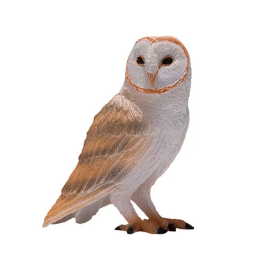 Image de Mojo Wildlife Kerkuil - 381054