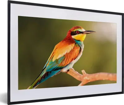 Produktbild von MuchoWow® Gerahmtes Poster Vögel - Bienenfresser - Regenbogen - Tiere 60x40 cm - Poster mit Schwarzem Bilderrahmen Wandposter Rahmen Foto Bilder - Schlafzimmer - Plakat in Rahmen - Drucken